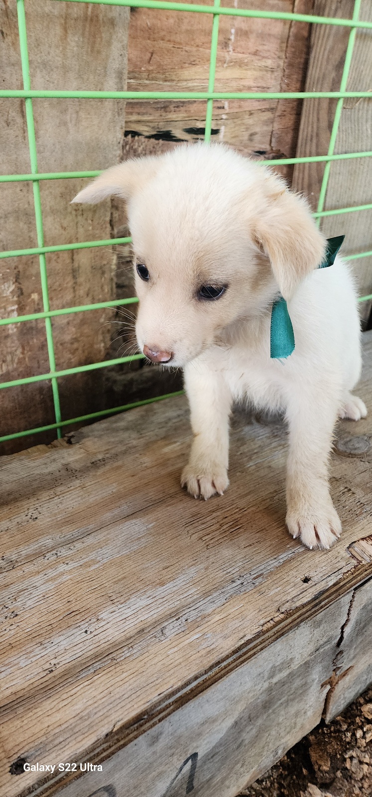 보호중 믹스견의 가…